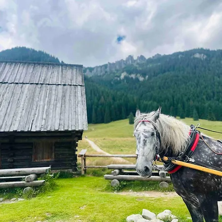 Lägenhet Apartament Pod Reglami Z Widokiem Na Giewont Oraz Ogrodkiem